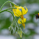 This tomato plant needs this bee!
